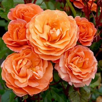 Rose- Phoenix