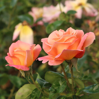 Rose- Sunburst Glow