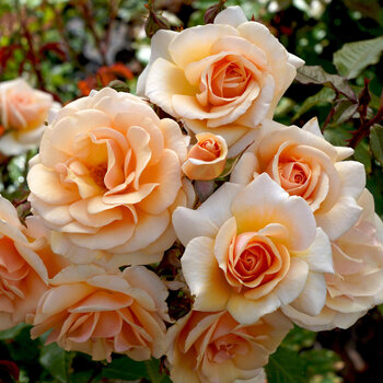 Rose- Sweet Honey