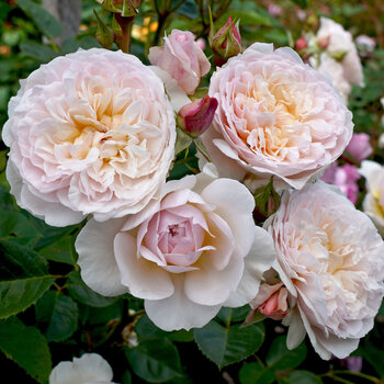 Rose- Emily Bronte