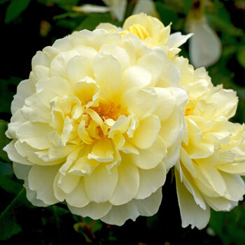Rose- Imogen
