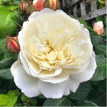 Rose- William and Catherine