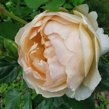 Rose- Windermere