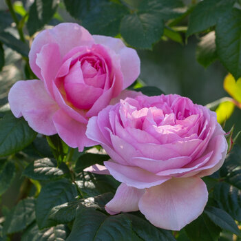 Rose- The Ancient Mariner