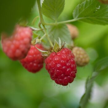 Raspberry- Heritage (Cane)