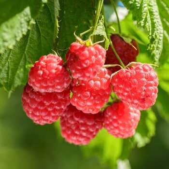 Raspberry- Chilliwack (Cane)