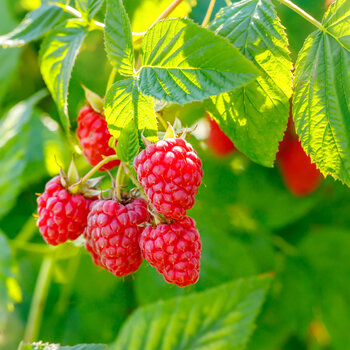 Raspberry- Lloyd George (Cane)