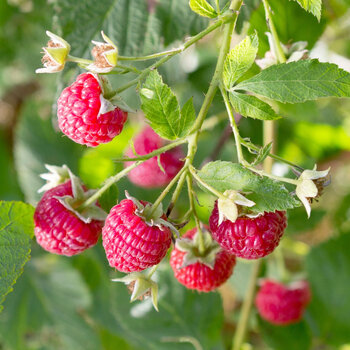 Raspberry- Willamette (Cane)