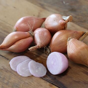 Golden Shallot (Bulb)