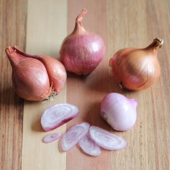 Potato Onion (Bulb)