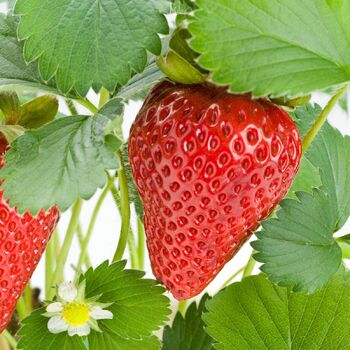 Strawberry- Sugarbaby PBR (Runner x5)