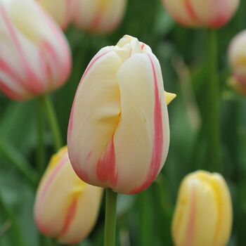 Tulip- Camargue