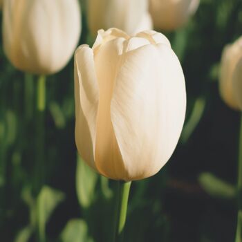 Tulip- City of Vancouver