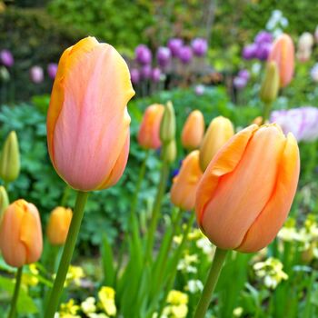 Tulip- Dordogne