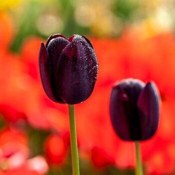 Tulip- Queen of Night