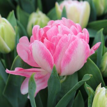 Double Tulip- Foxtrot