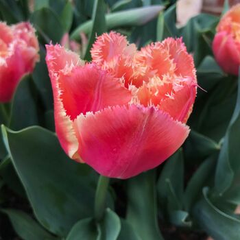 Double Fringed Tulip- Brisbane