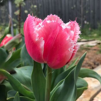 Double Fringed Tulip- Queensland