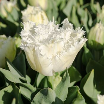 Double Fringed Tulip- White Ice