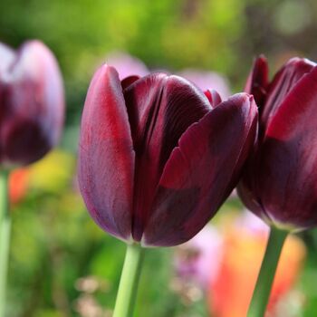 Tulip- Black Jack