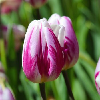 Tulip- Flaming Flag