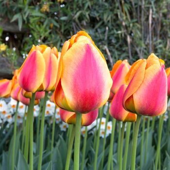 Tulip- Residence