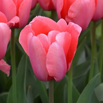 Tulip- Pink Impression