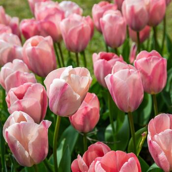 Tulip- Apricot Impression