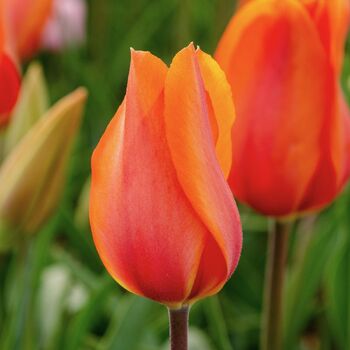 Tulip- Temples Favourite