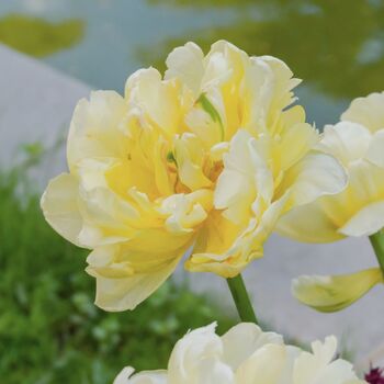 Double Tulip- Verona