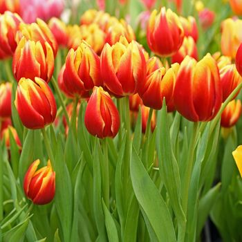 Tulip- Dow Jones