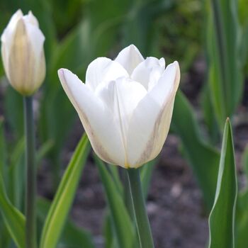 Tulip- Silver Dollar