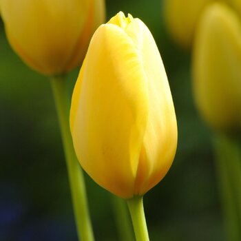 Tulip- Muscadet