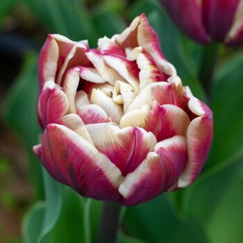 Double Tulip- Wyndham