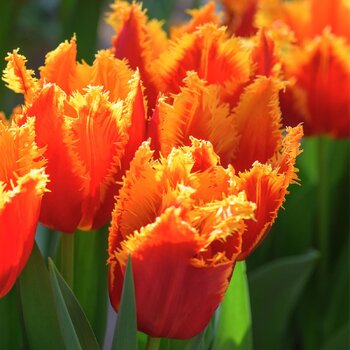 Fringed Tulip- Fabio