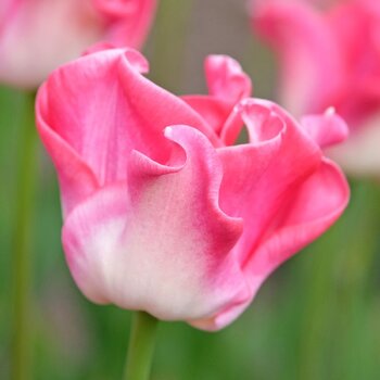 Tulip- Crown Of Dynasty