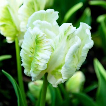 Parrot Tulip- Super Parrot