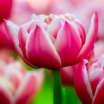 Double Tulip- Columbus