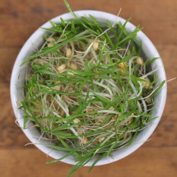Sprouting Seeds- Wheatgrass ORGANIC