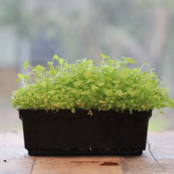 Microgreen Seeds- Celery