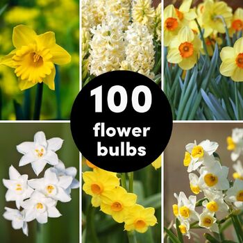 Bulb Value Pack- 100 Flower Bulbs