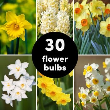 Bulb Value Pack- 30 Flower Bulbs