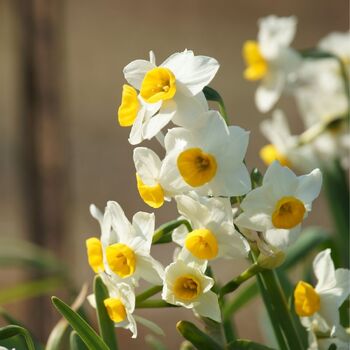 Jonquil- Geranium