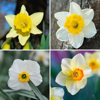 Daffodil- Mixed Single