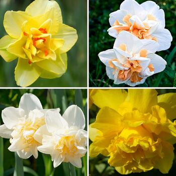 Double Daffodil- Mixed