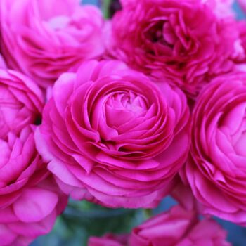 Ranunculus- Primo Rosa Rose Pink