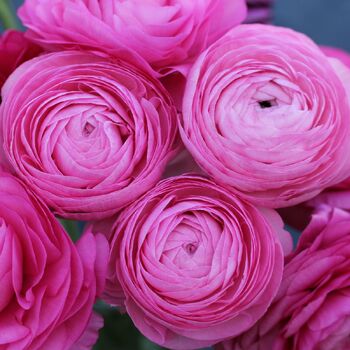 Ranunculus- Primo Rosa Light Pink (Corm)