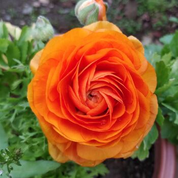 Ranunculus- Primo Arancione Orange (Corm, top grade)