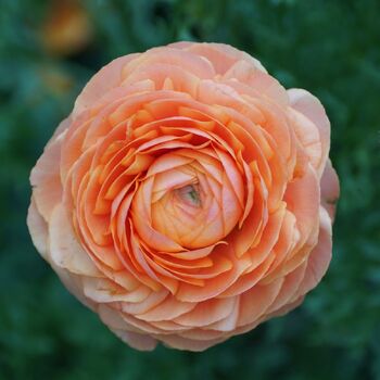 Ranunculus- Primo Salmone