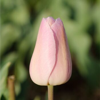 Tulip- Barcelona Beauty